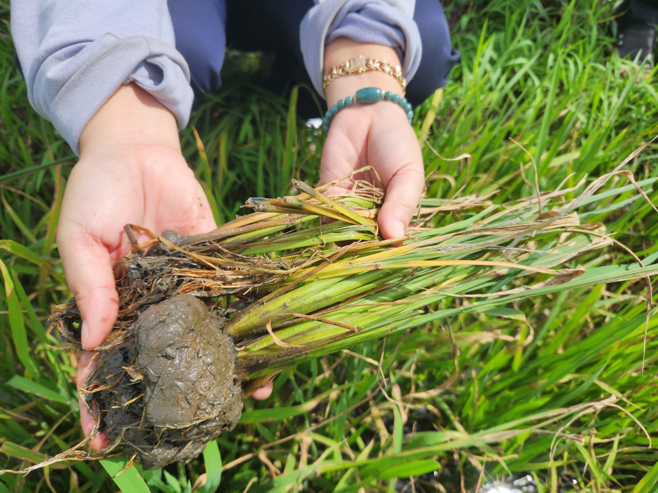 Nông dân cần biết phòng chống điều kiện bất lợi của thời tiết và sâu bệnh trên lúa Thu Đông năm 2025